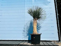 Yucca rostrata 210cm - afbeelding 1 van  1