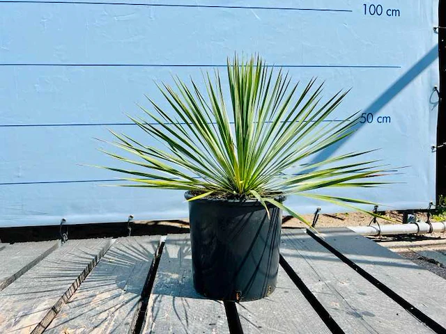 Yucca rostrata 70cm - afbeelding 1 van  1