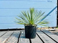 Yucca rostrata 70cm - afbeelding 1 van  1