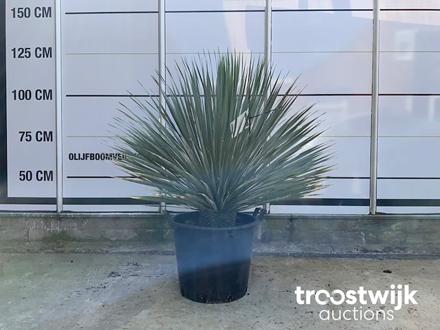 Yucca rostrata - afbeelding 1 van  5