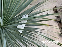 Yucca rostrata - afbeelding 4 van  5