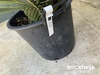 Yucca rostrata - afbeelding 5 van  5