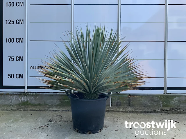Yucca rostrata - afbeelding 1 van  5