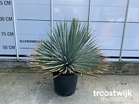 Yucca rostrata - afbeelding 2 van  5