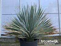 Yucca rostrata - afbeelding 3 van  5