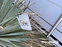 Yucca rostrata - afbeelding 5 van  5