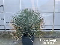 Yucca rostrata - afbeelding 4 van  5