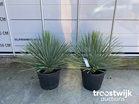 Yucca rostrata - afbeelding 2 van  5