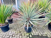 Yucca treculeana 140cm