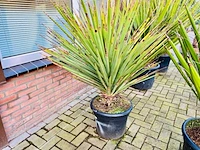 Yucca treculeana 140cm