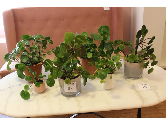 Zes pannenkoekenplanten in diverse potjes. - afbeelding 1 van  2