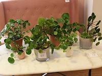Zes pannenkoekenplanten in diverse potjes. - afbeelding 1 van  2