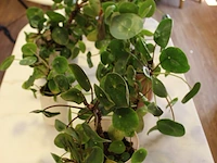 Zes pannenkoekenplanten in diverse potjes. - afbeelding 2 van  2