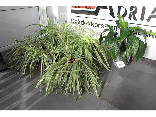 Zes planten in pot. - afbeelding 1 van  1