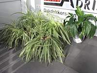 Zes planten in pot. - afbeelding 1 van  1