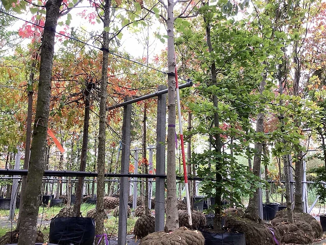 Zilveresdoorn - laanboom - afbeelding 1 van  4