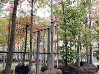 Zilveresdoorn - laanboom - afbeelding 1 van  4