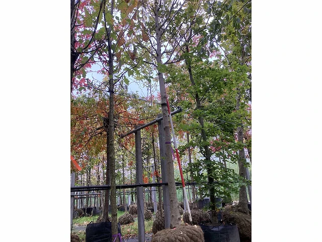 Zilveresdoorn - laanboom - afbeelding 2 van  4