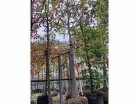 Zilveresdoorn - laanboom - afbeelding 2 van  4