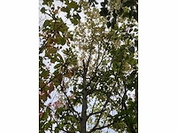 Zilveresdoorn - laanboom - afbeelding 3 van  4