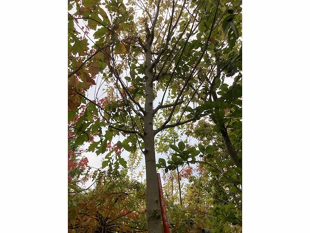 Zilveresdoorn - laanboom - afbeelding 4 van  4