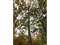 Zilveresdoorn - laanboom - afbeelding 4 van  4