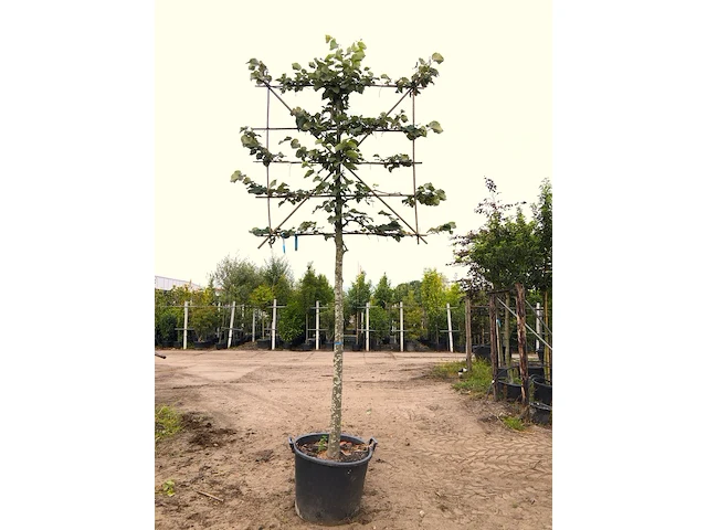 Zilverlinde tilia 'brabant', leiboom, ca. 200 cm stamhoogte - afbeelding 1 van  1