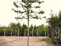 Zilverlinde tilia 'brabant', leiboom, ca. 200 cm stamhoogte - afbeelding 1 van  1