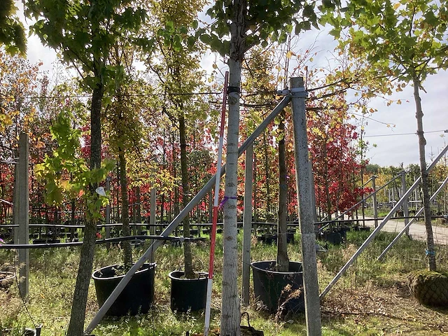 Zilverpopulier - parkboom - afbeelding 1 van  4