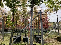 Zilverpopulier - parkboom - afbeelding 1 van  4