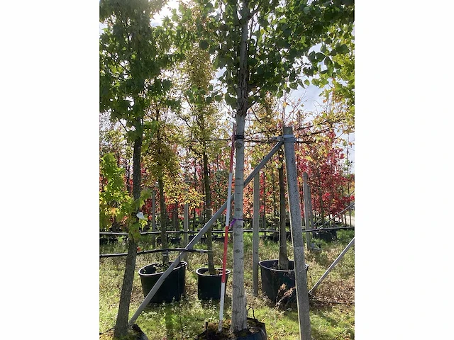 Zilverpopulier - parkboom - afbeelding 2 van  4