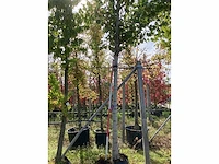 Zilverpopulier - parkboom - afbeelding 2 van  4