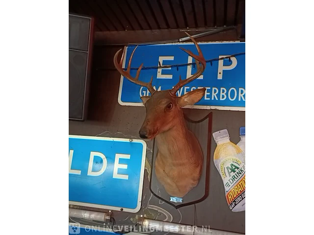 Zingend hertenkop buck - afbeelding 2 van  6