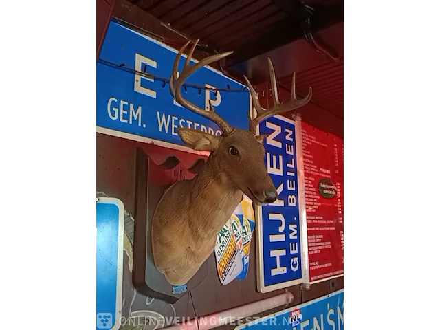 Zingend hertenkop buck - afbeelding 4 van  6