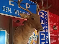 Zingend hertenkop buck - afbeelding 4 van  6