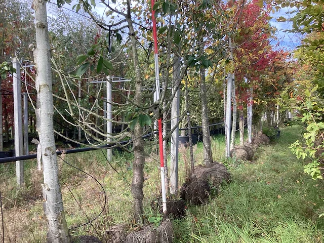 Zoete kersenboom - vrucht- / fruitboom - afbeelding 1 van  4