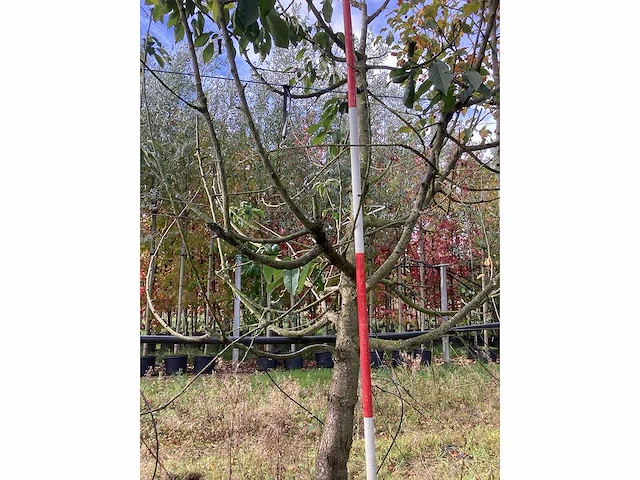 Zoete kersenboom - vrucht- / fruitboom - afbeelding 2 van  4