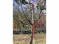 Zoete kersenboom - vrucht- / fruitboom - afbeelding 2 van  4