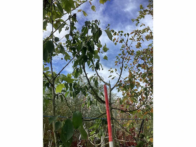Zoete kersenboom - vrucht- / fruitboom - afbeelding 3 van  4