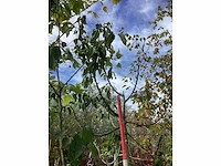 Zoete kersenboom - vrucht- / fruitboom - afbeelding 3 van  4