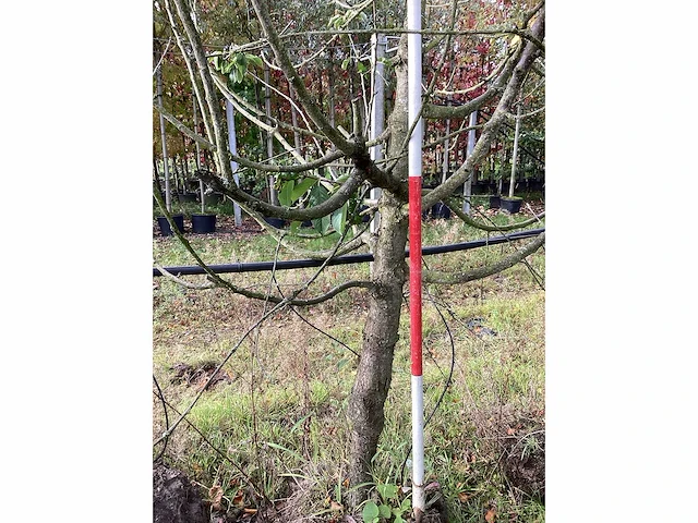 Zoete kersenboom - vrucht- / fruitboom - afbeelding 4 van  4