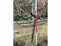 Zoete kersenboom - vrucht- / fruitboom - afbeelding 4 van  4