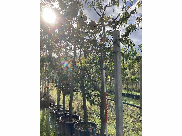 Zoete kersenboom - vruchten/fruitbomen (2x) - afbeelding 2 van  4