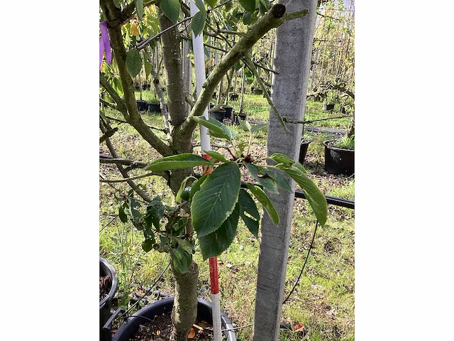 Zoete kersenboom - vruchten/fruitbomen (2x) - afbeelding 3 van  4