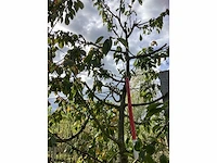 Zoete kersenboom - vruchten/fruitbomen (2x) - afbeelding 4 van  4