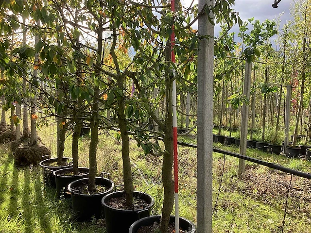 Zoete kersenboom - vruchten/fruitbomen (2x) - afbeelding 1 van  4