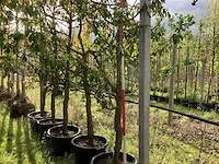 Zoete kersenboom - vruchten/fruitbomen (2x) - afbeelding 1 van  4