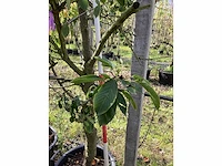 Zoete kersenboom - vruchten/fruitbomen (2x) - afbeelding 3 van  4