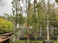 Zomereik - parkboom (3x) - afbeelding 1 van  3