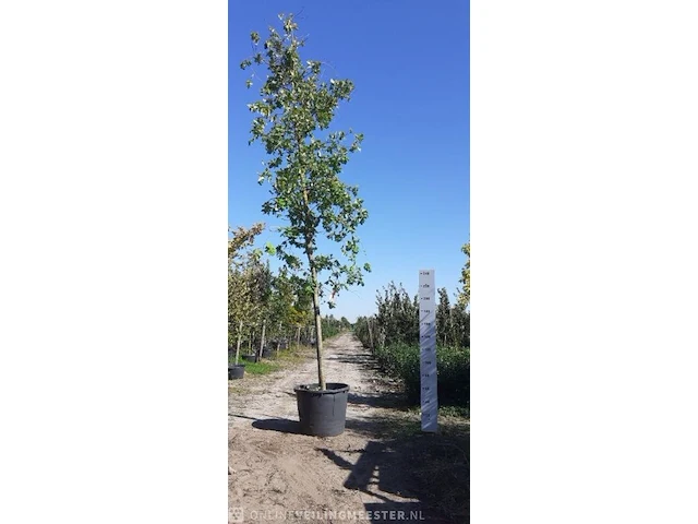 Zomereik quercus robur, , 6-7 m hoog - afbeelding 1 van  1